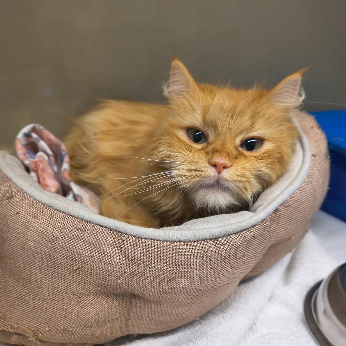 Molly, adopted, Senior Female Domestic Long Hair.