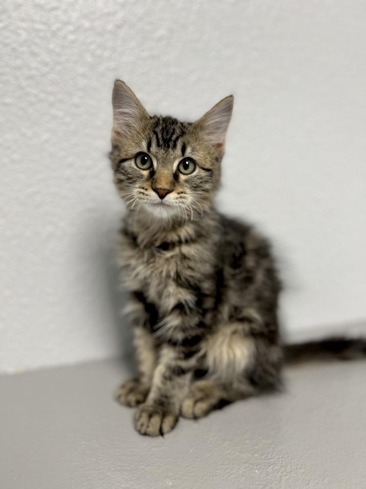 Sardine, Adoptable, Kitten Male Domestic Long Hair & Tabby.