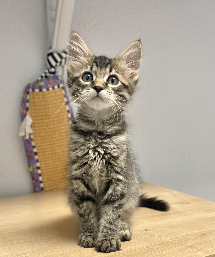 Sardine, a Adoptable mixed breed in Jamestown, CA image 2/2