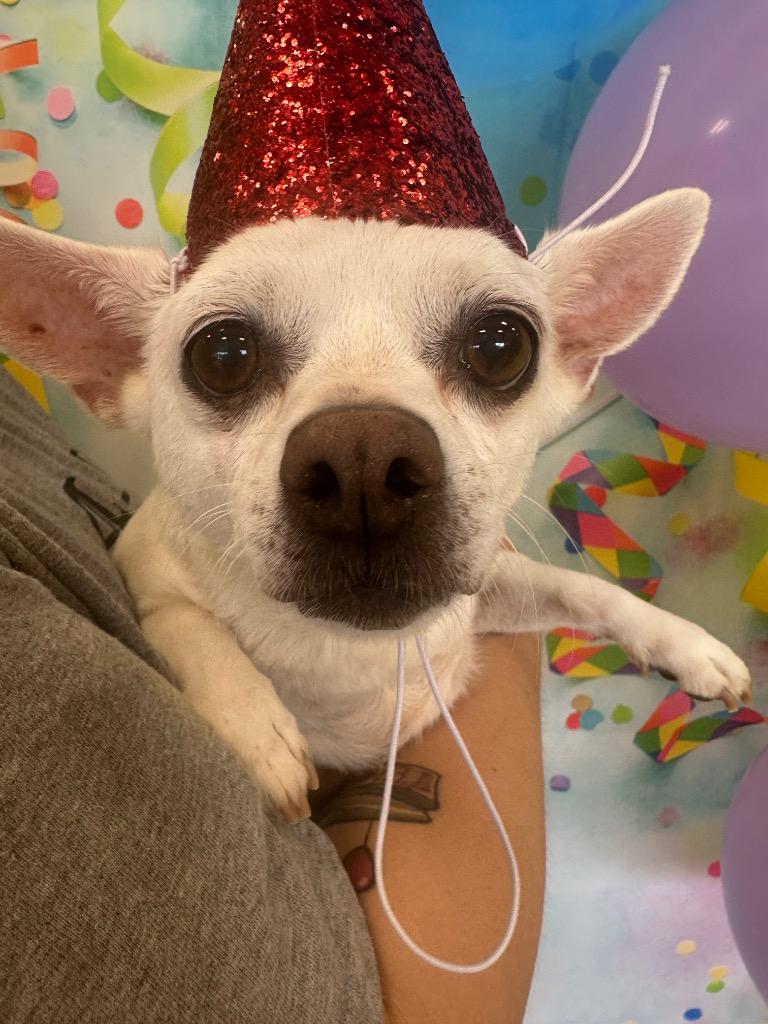 Missy, Adopted, Senior Female Chihuahua.