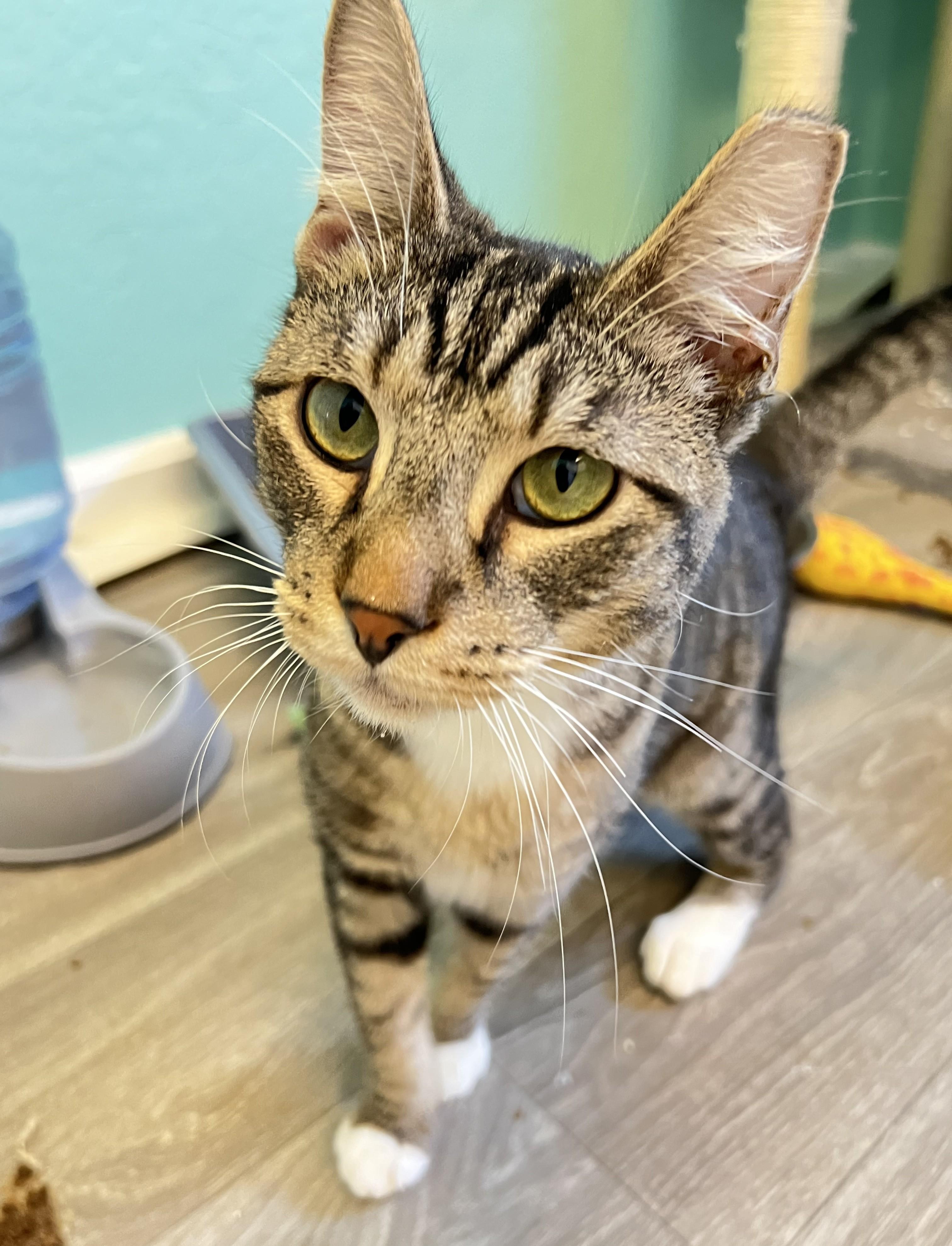 Henry, Adoptable, Adult Male Domestic Short Hair & Tabby.