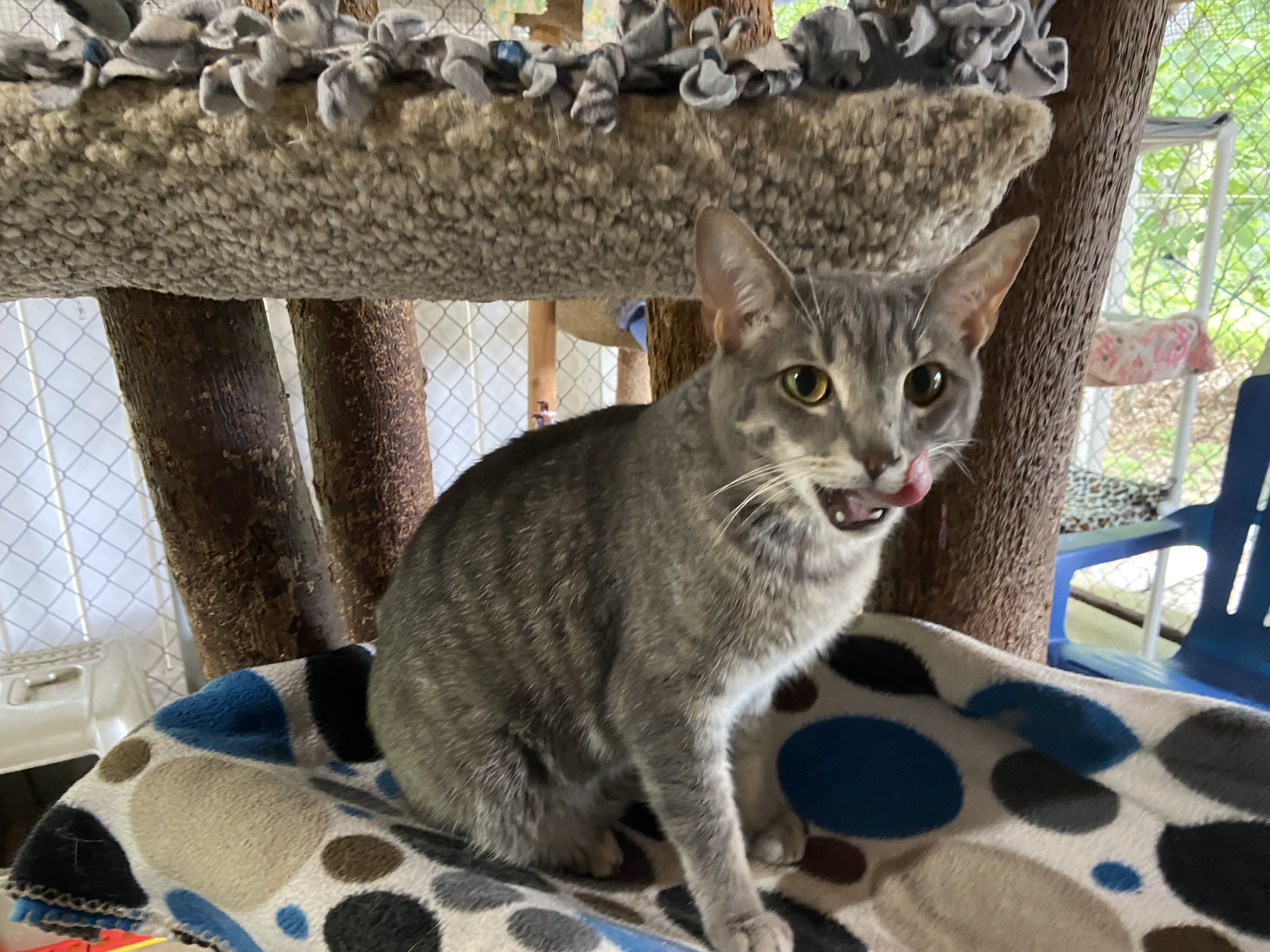 Pesto, Adoptable, Young Female Domestic Short Hair.