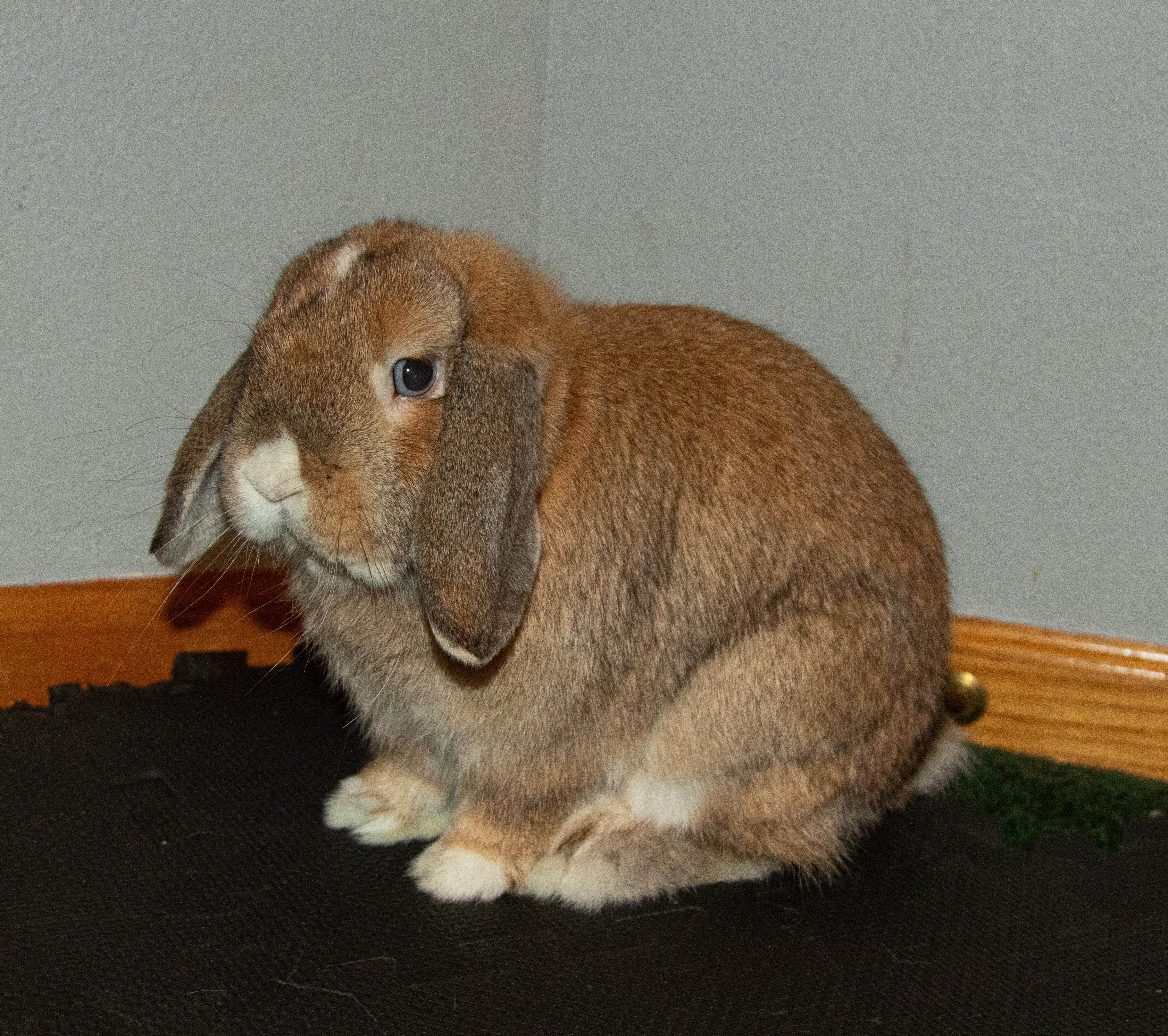 Enlarge Atticus, a ADOPTABLE mixed breed in Ames, IA image 1/3