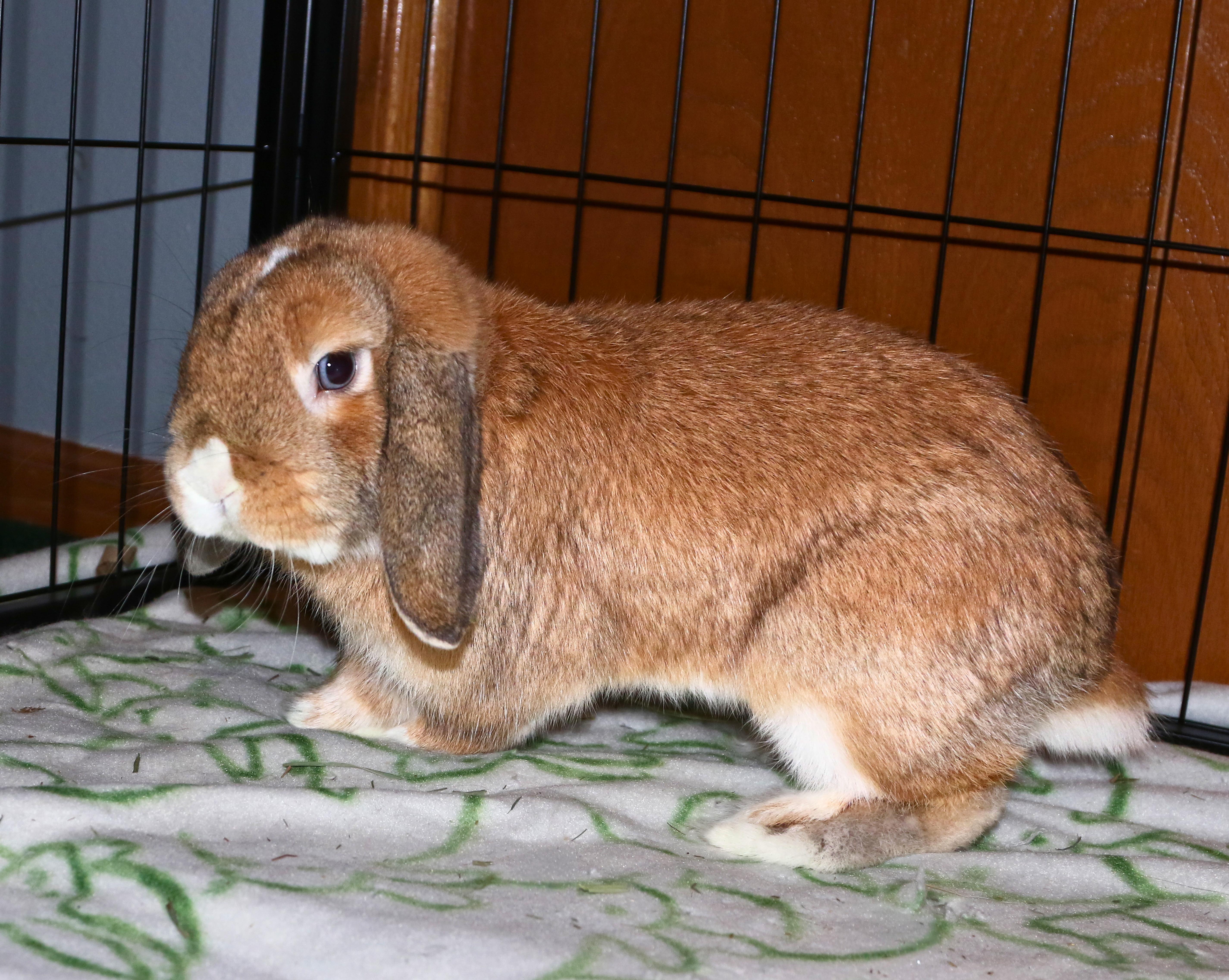 Enlarge Atticus, a ADOPTABLE mixed breed in Ames, IA image 3/3