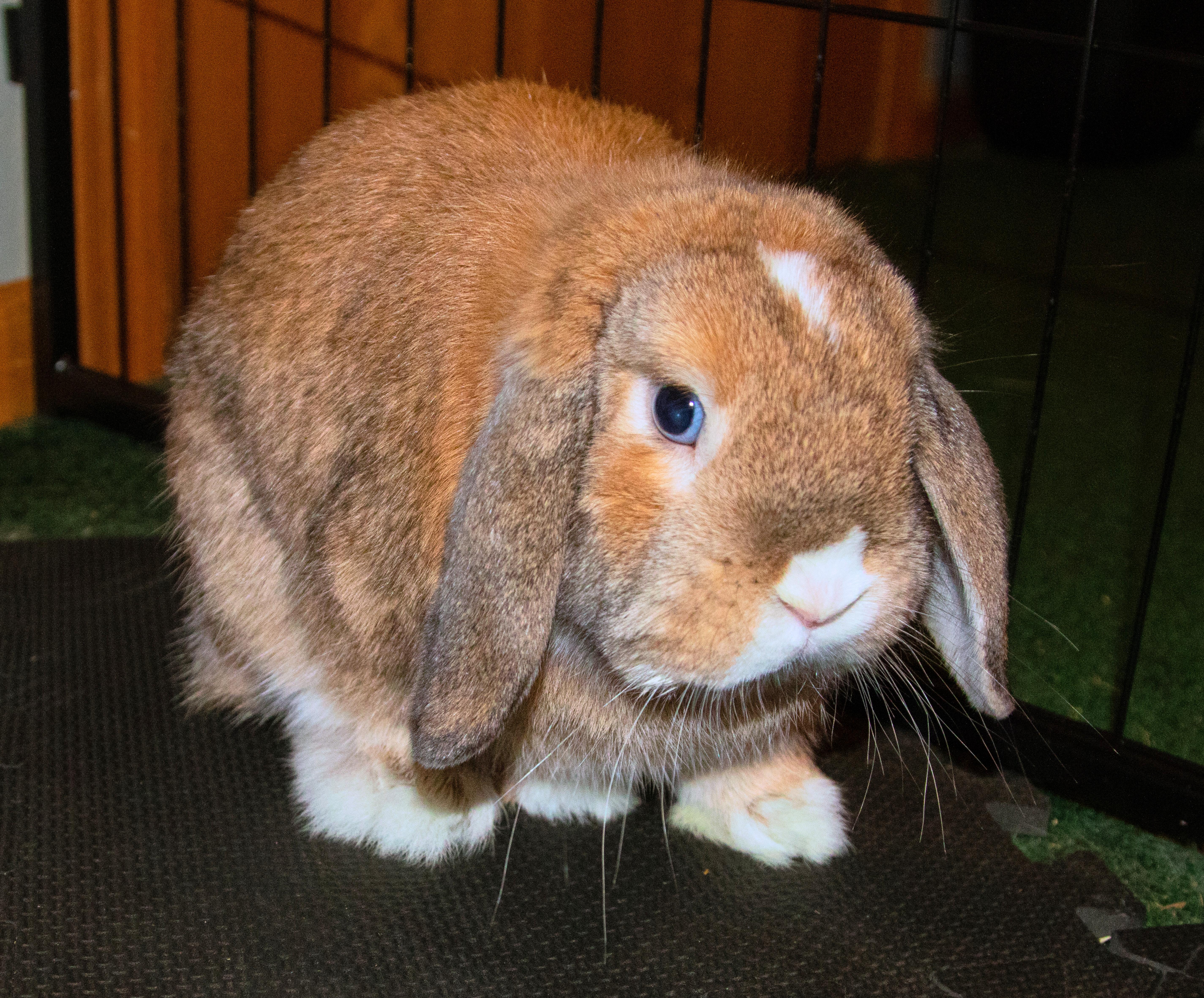 Enlarge Atticus, a ADOPTABLE mixed breed in Ames, IA image 2/3
