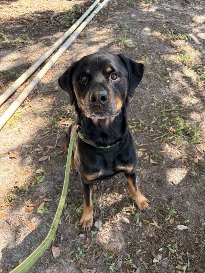 Pebble - 1, Adoptable, Adult Male Rottweiler & Mixed Breed.