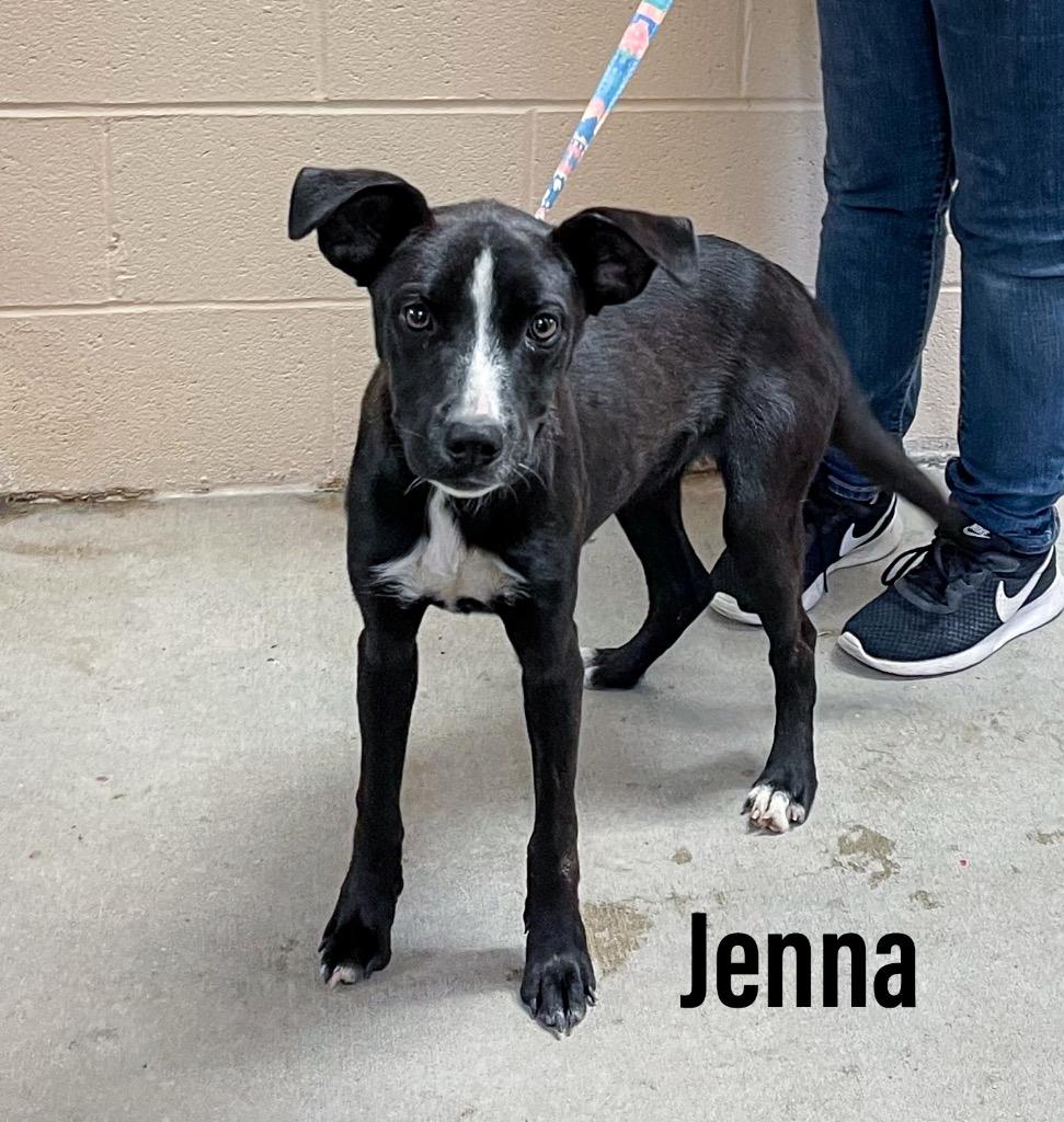 Enlarge Jenna, a Adoptable mixed breed in Clearfield, KY image 1/1