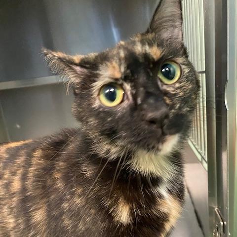 Enlarge Whitney, a Adoptable Domestic Short Hair in Dayton, OH image 1/6