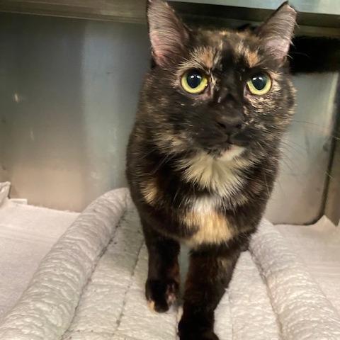 Enlarge Whitney, a Adoptable Domestic Short Hair in Dayton, OH image 2/6