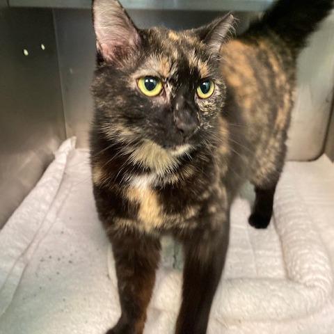 Enlarge Whitney, a Adoptable Domestic Short Hair in Dayton, OH image 3/6