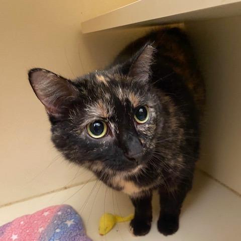 Enlarge Whitney, a Adoptable Domestic Short Hair in Dayton, OH image 4/6