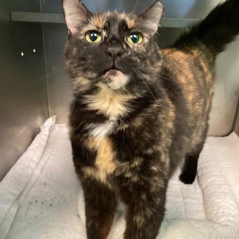 Enlarge Whitney, a Adoptable Domestic Short Hair in Dayton, OH image 5/6