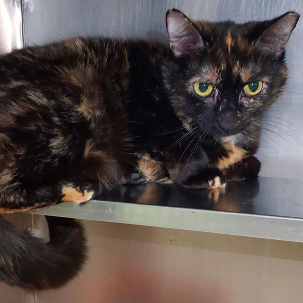 Enlarge Whitney, a Adoptable Domestic Short Hair in Dayton, OH image 6/6