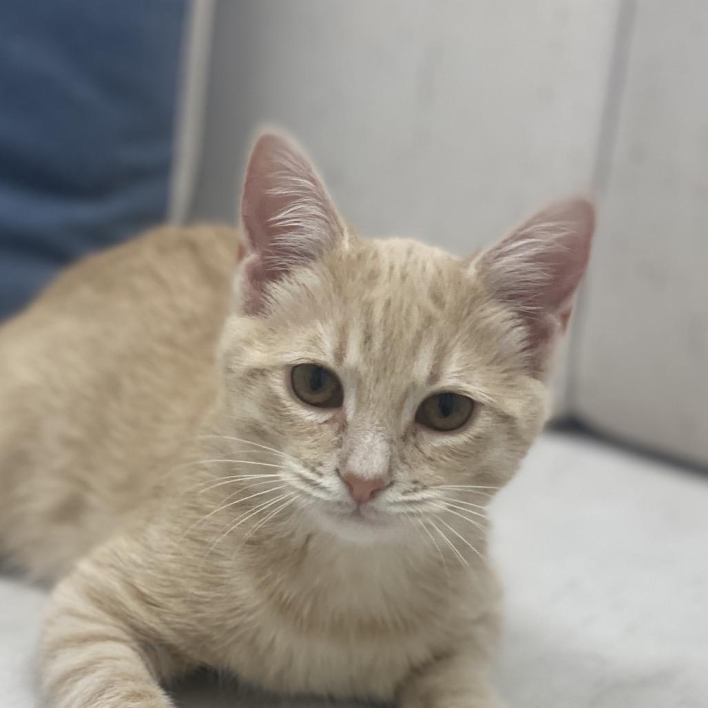 Poe, Adoptable, Kitten Male Domestic Medium Hair.
