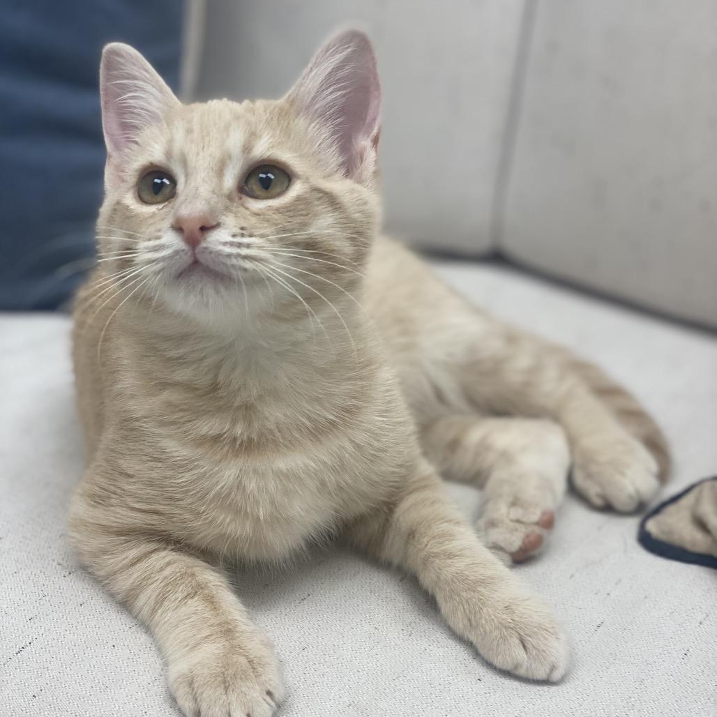Enlarge Poe, a Adoptable Domestic Medium Hair in Chesapeake, VA image 3/4
