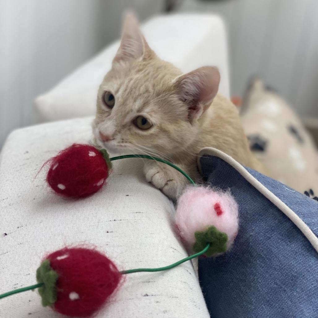 Enlarge Poe, a Adoptable Domestic Medium Hair in Chesapeake, VA image 4/4