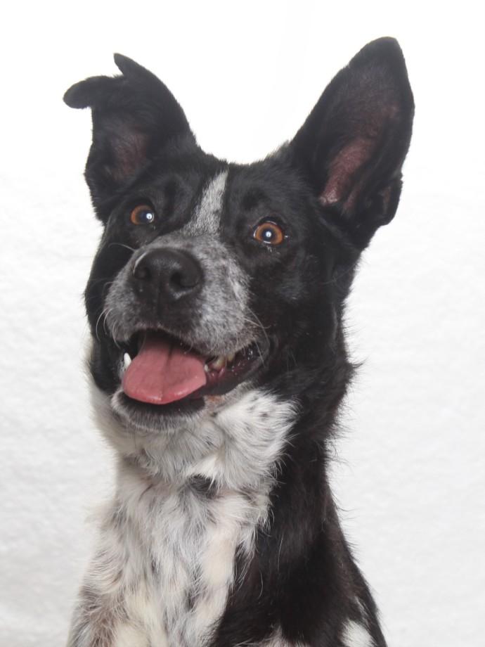 PENNY, Adoptable, Adult Female Australian Cattle Dog / Blue Heeler & Mixed Breed.