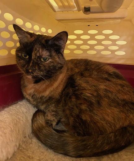 Enlarge Stella, a Adoptable Domestic Short Hair in Escondido, CA image 1/2