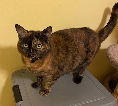 Enlarge Stella, a Adoptable Domestic Short Hair in Escondido, CA image 2/2