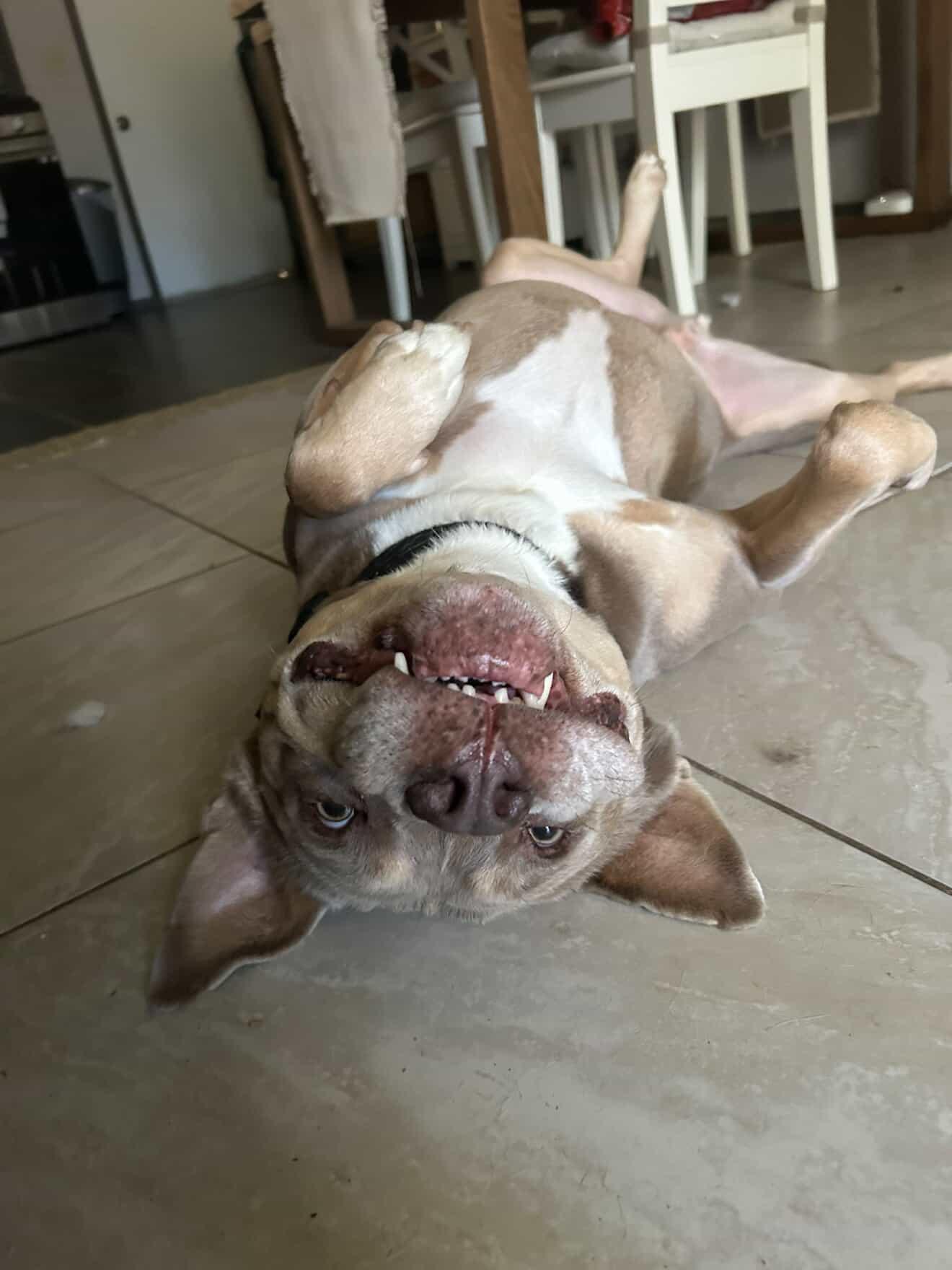 Dave, a Adoptable mixed breed in Olympia, WA image 1/6