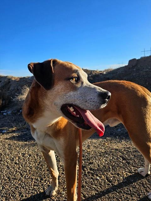 Enlarge KIMO, a Adoptable mixed breed in Albuquerque, NM image 1/1