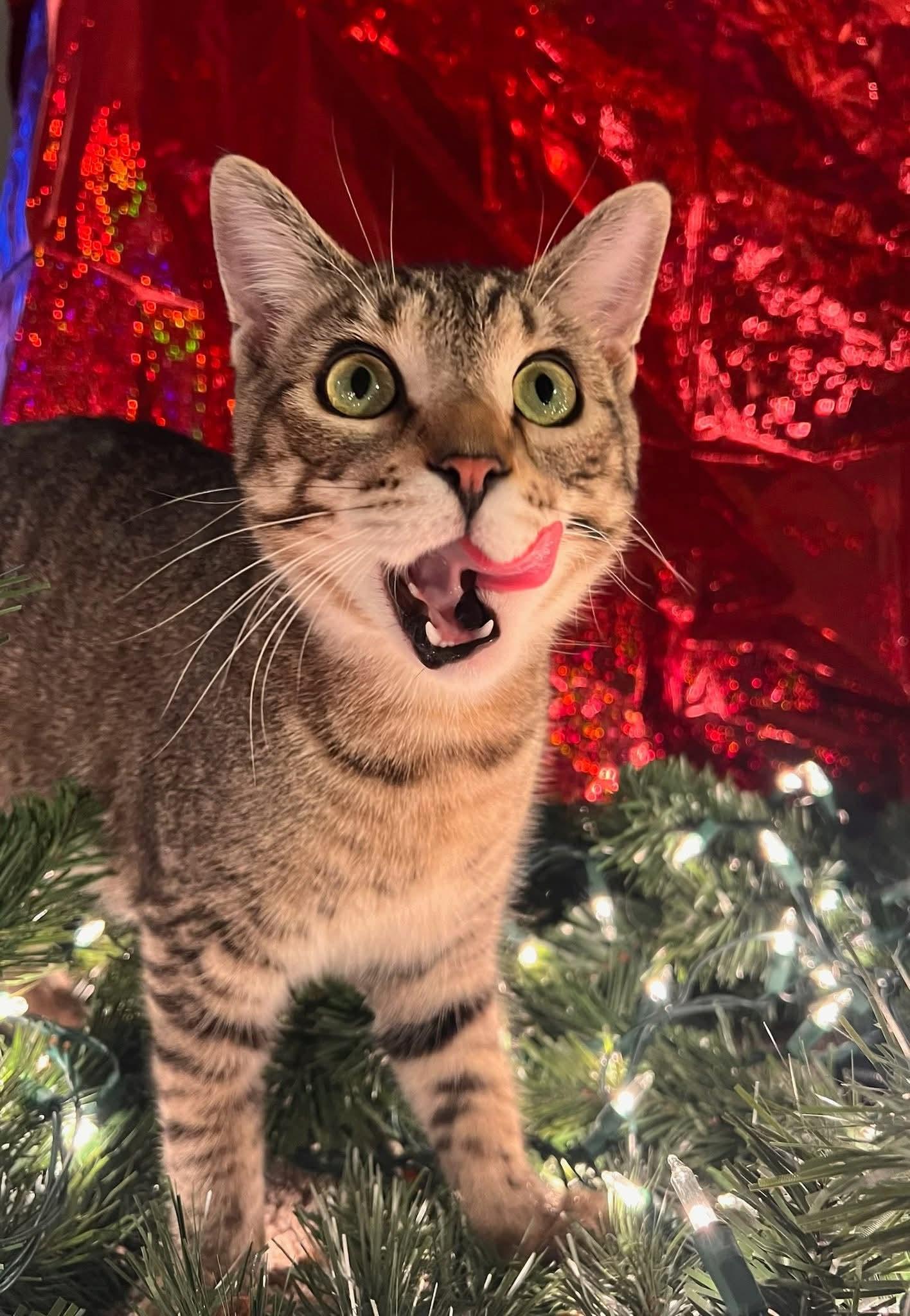 Hawkeye, Adopted, Kitten Male Tabby & Domestic Short Hair.