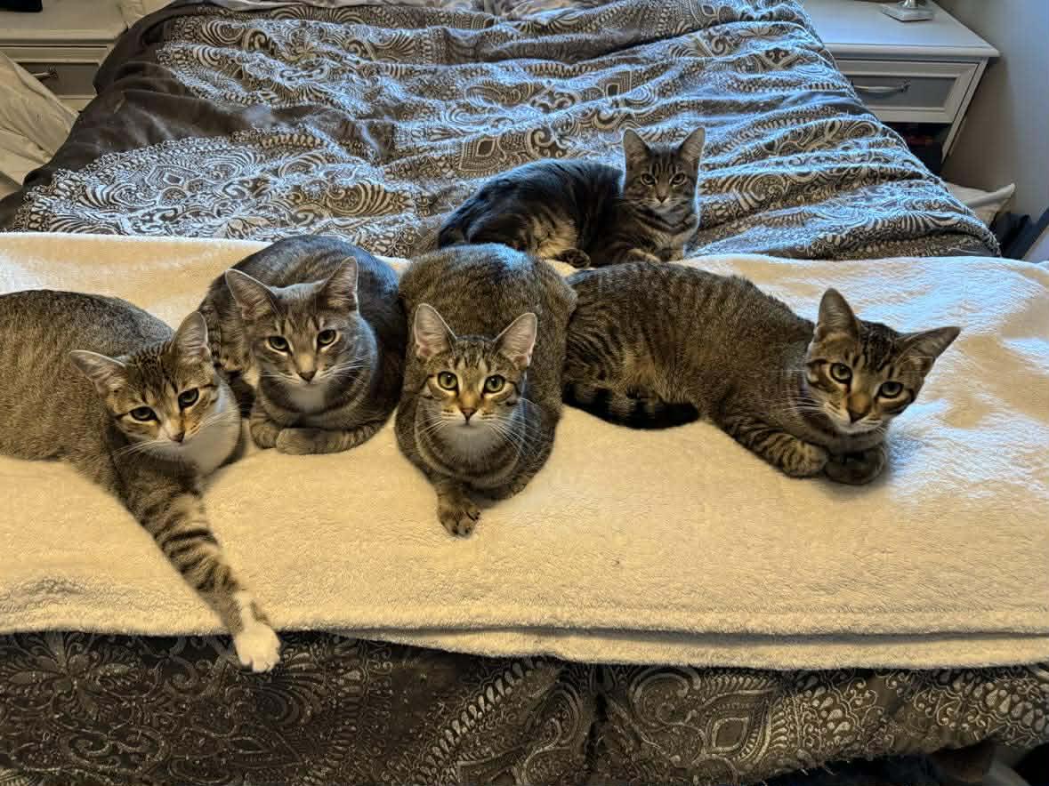 Enlarge Hawkeye, a Adopted mixed breed in Minneapolis, MN image 3/3