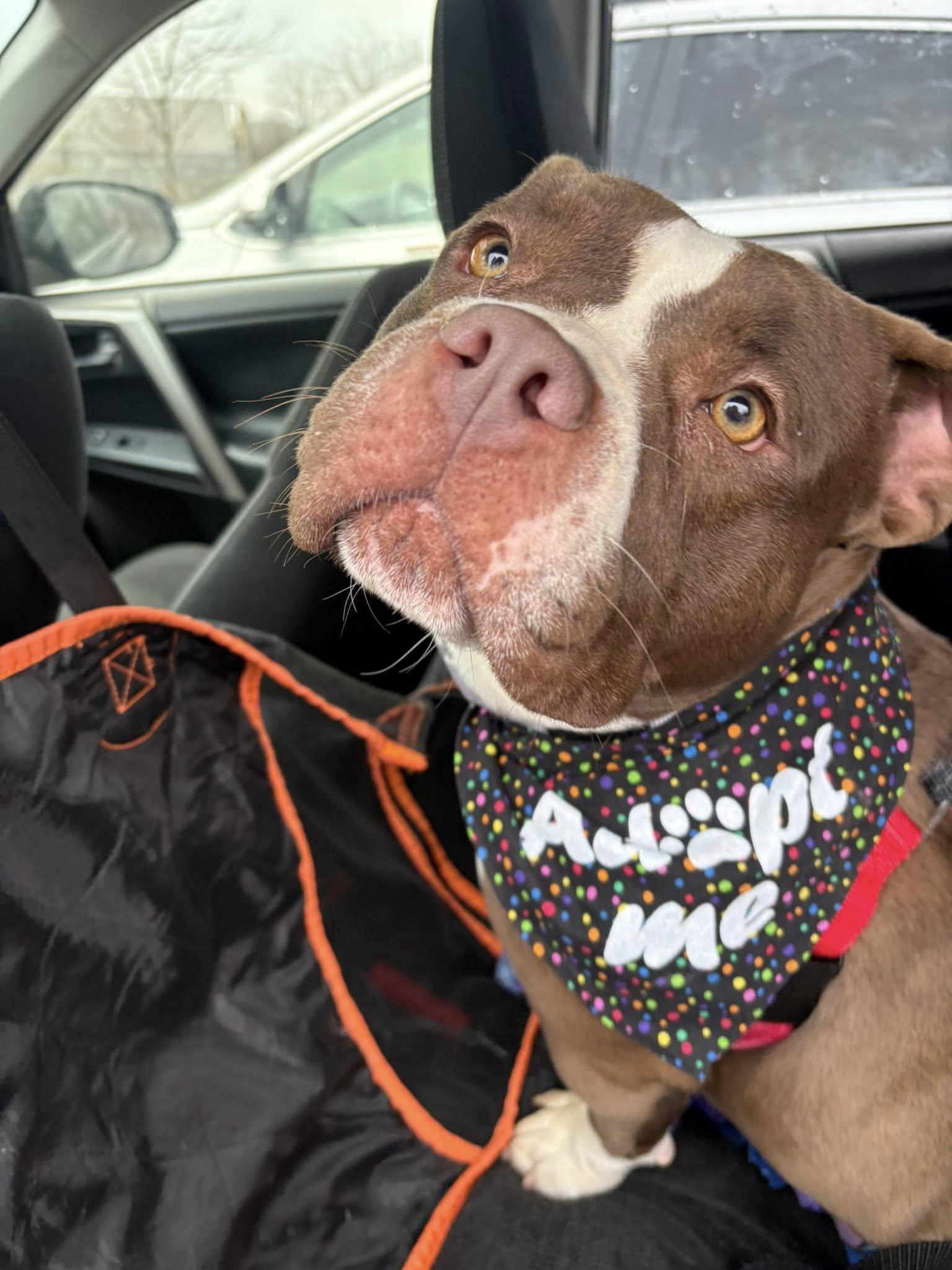 Enlarge Ms Little Tail, an adoptable mixed breed in Cleveland, OH image 2/6