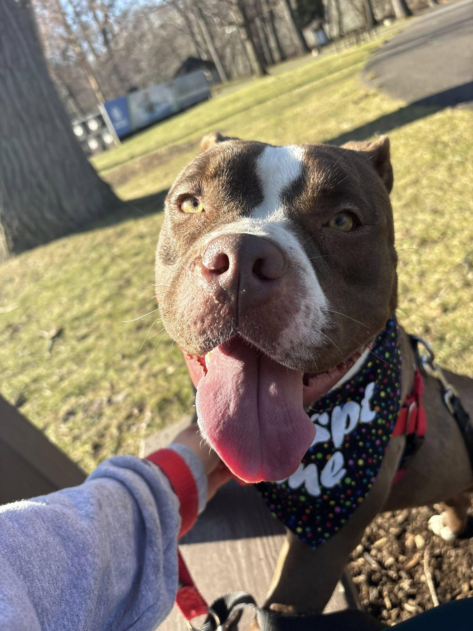 Enlarge Ms Little Tail, an adoptable mixed breed in Cleveland, OH image 3/6