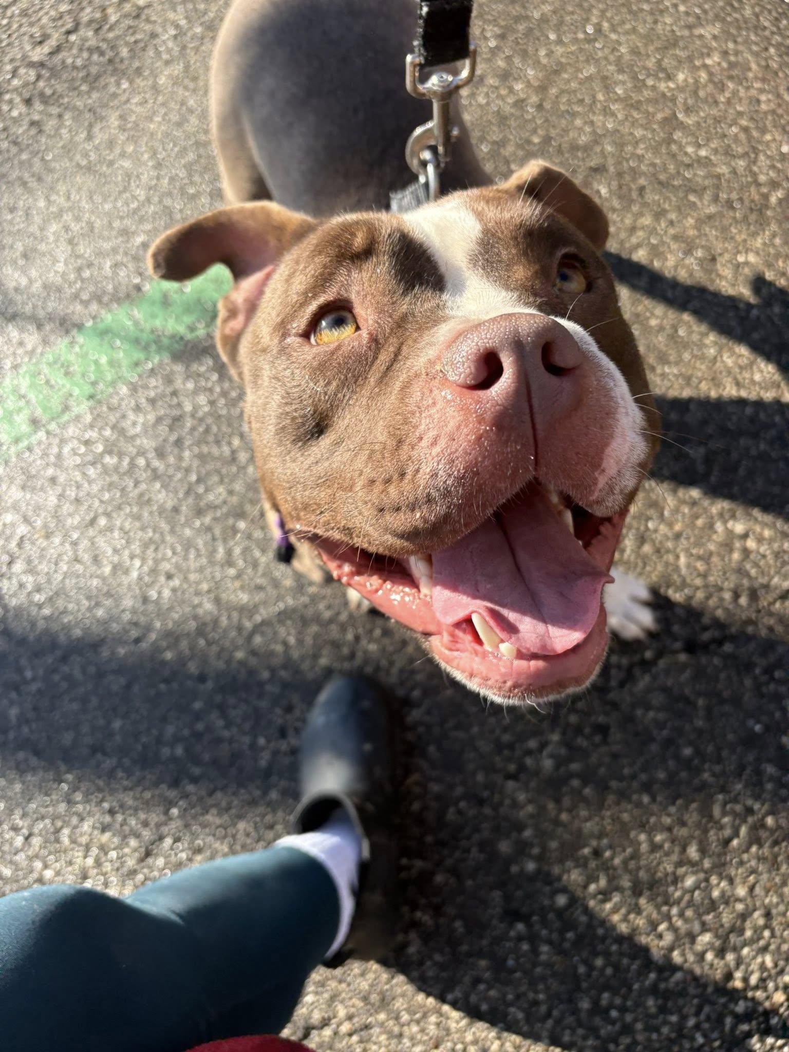 Enlarge Ms Little Tail, an adoptable mixed breed in Cleveland, OH image 4/6