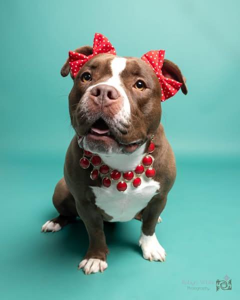 Ms Little Tail, adoptable, Young Female Pit Bull Terrier.