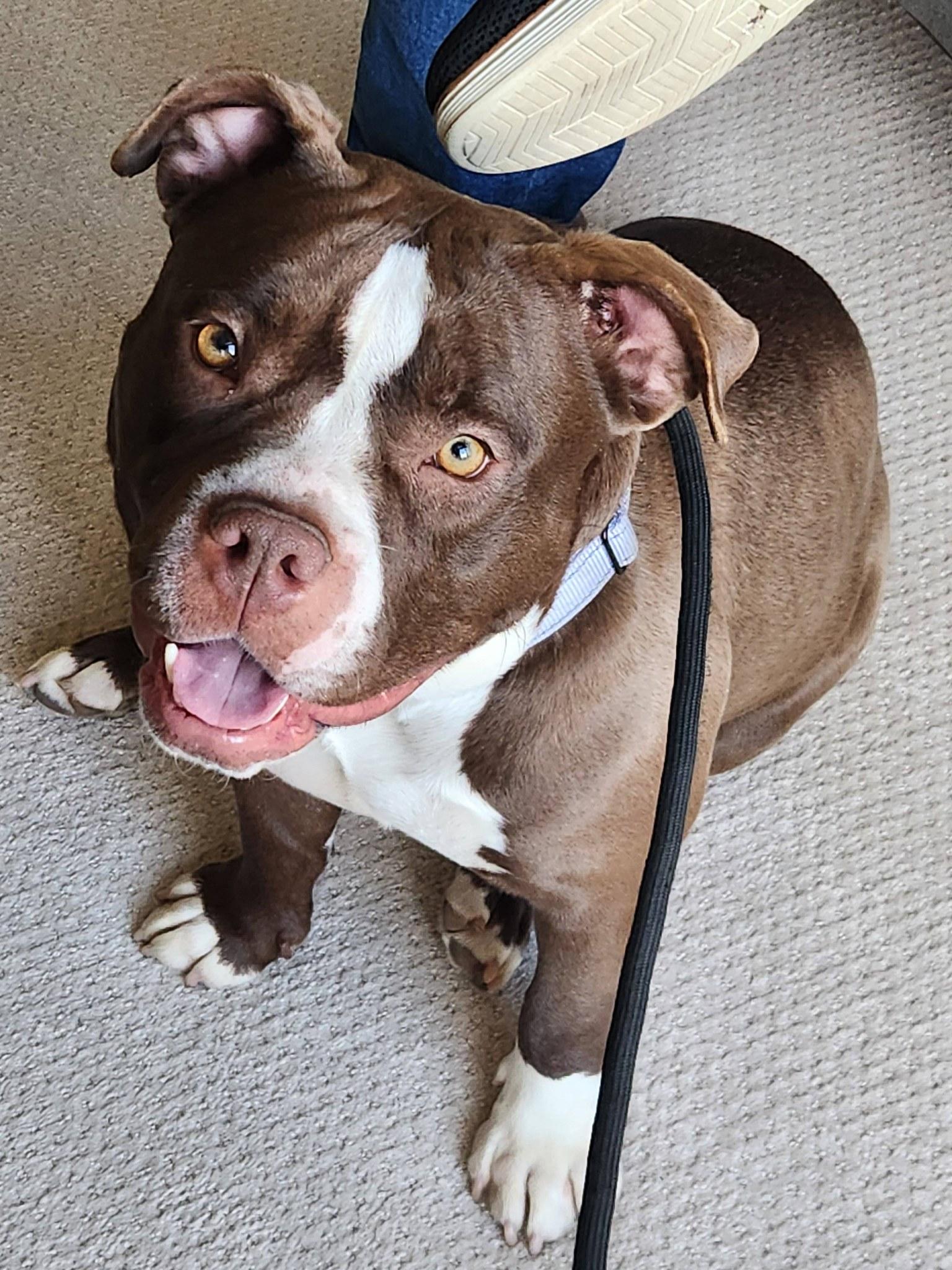 Enlarge Ms Little Tail, an adoptable mixed breed in Cleveland, OH image 6/6