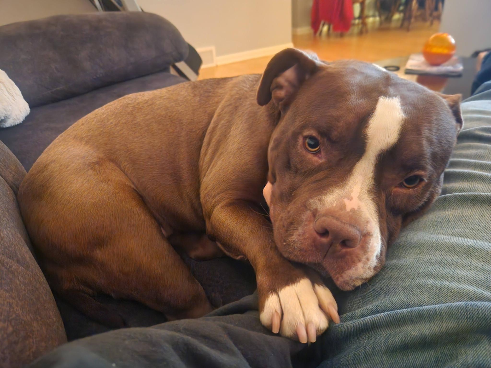 Enlarge Ms Little Tail, an adoptable mixed breed in Cleveland, OH image 5/6