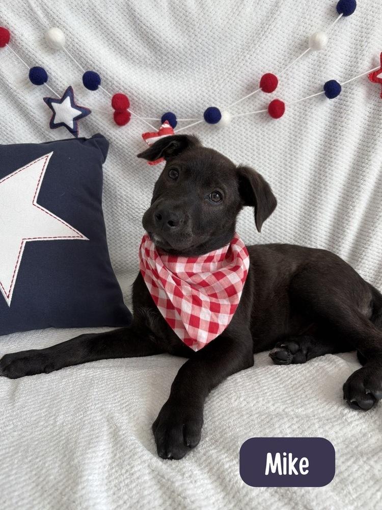 Mike, Adoptable, Puppy Male Labrador Retriever.