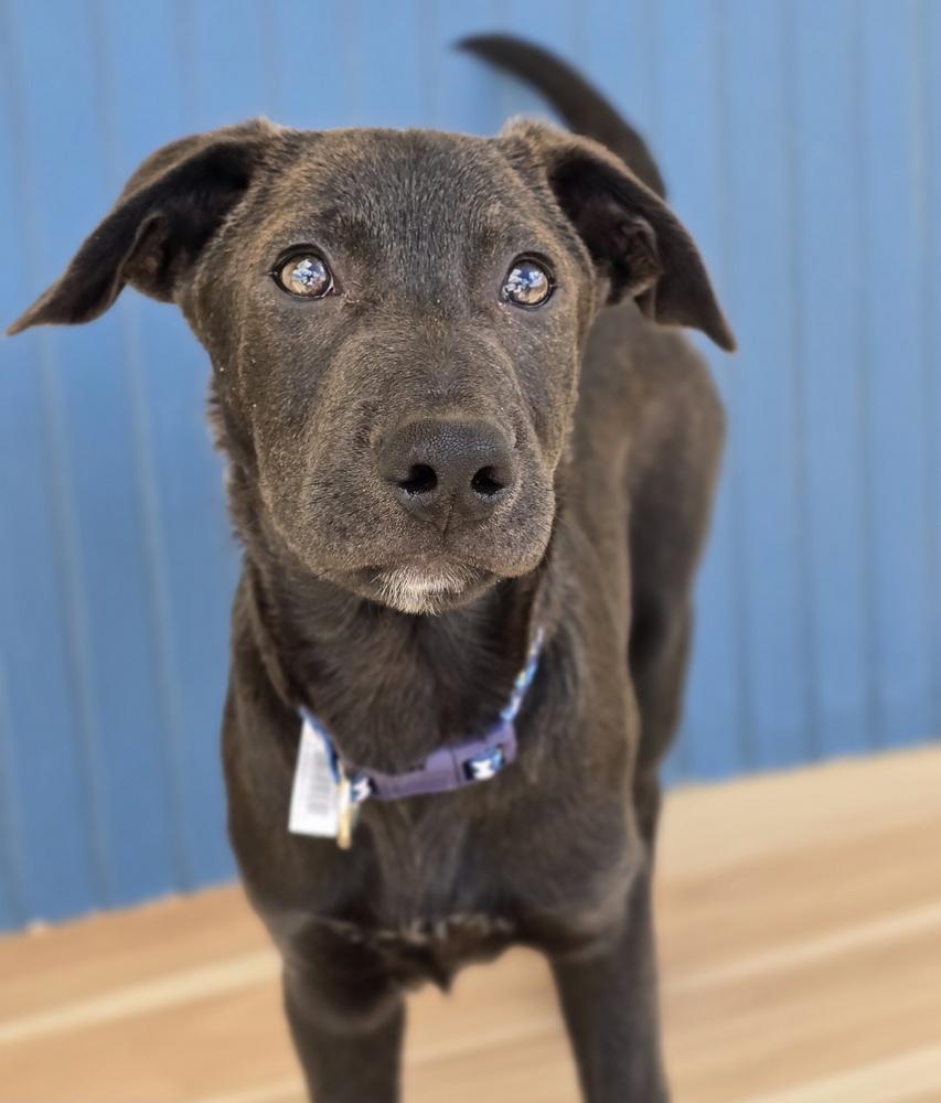Enlarge Mike, a Adoptable mixed breed in Sedalia, CO image 2/6