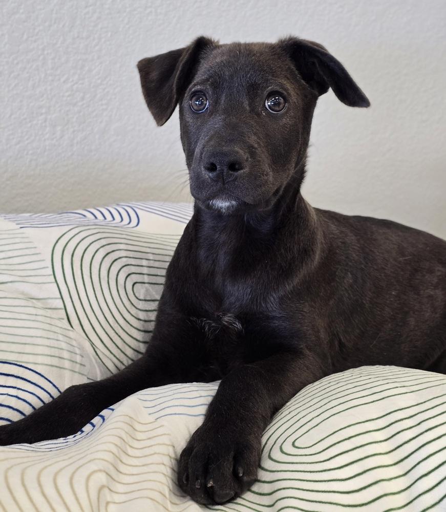 Enlarge Mike, a Adoptable mixed breed in Sedalia, CO image 3/6