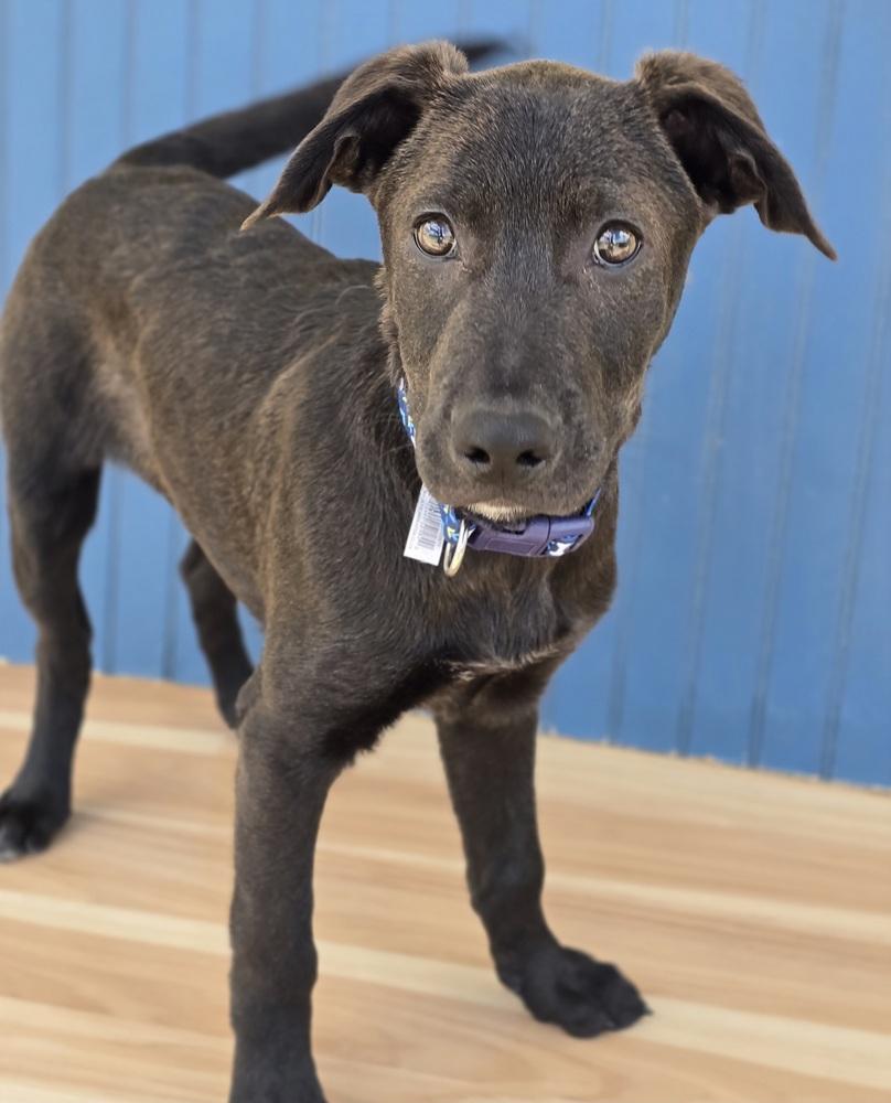 Enlarge Mike, a Adoptable mixed breed in Sedalia, CO image 4/6