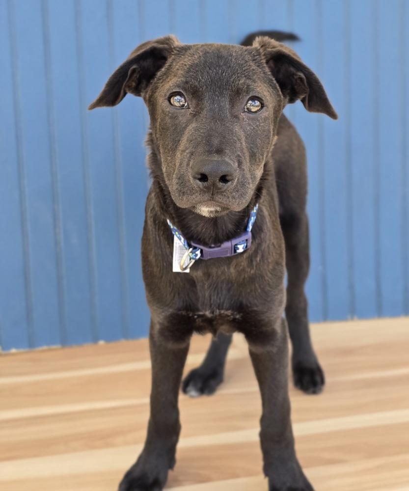 Enlarge Mike, a Adoptable mixed breed in Sedalia, CO image 5/6