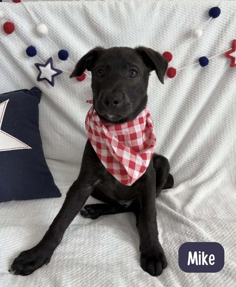 Enlarge Mike, a Adoptable mixed breed in Sedalia, CO image 6/6