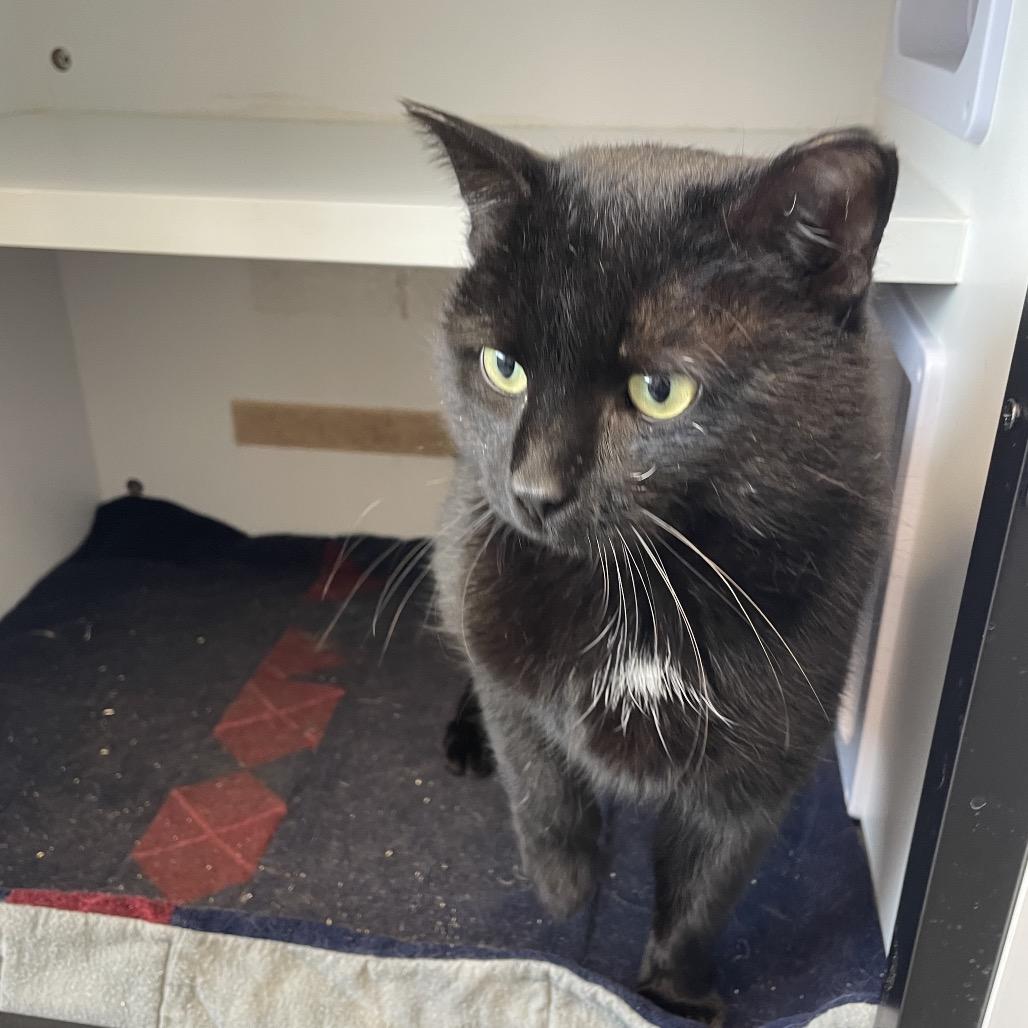 Enlarge Voodoo, a Adoptable Domestic Short Hair in North Battleford, SK image 1/2