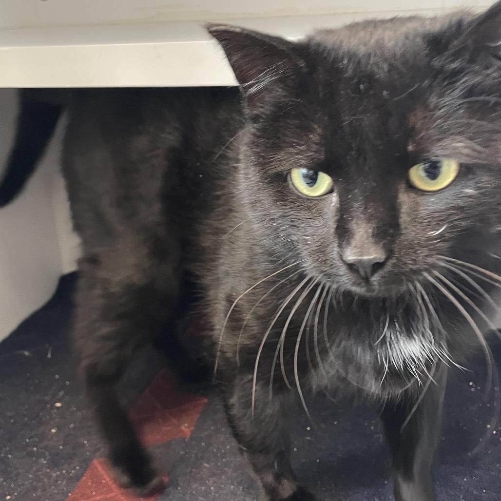 Enlarge Voodoo, a Adoptable Domestic Short Hair in North Battleford, SK image 2/2