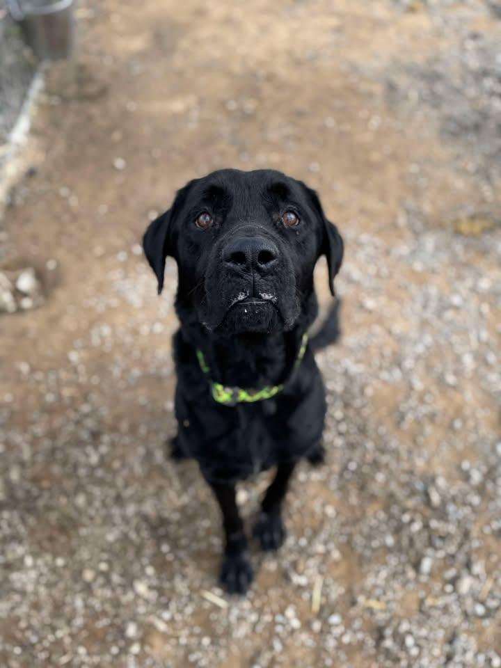 Clint, an adoptable Akbash Mix in Prineville, OR_image-1