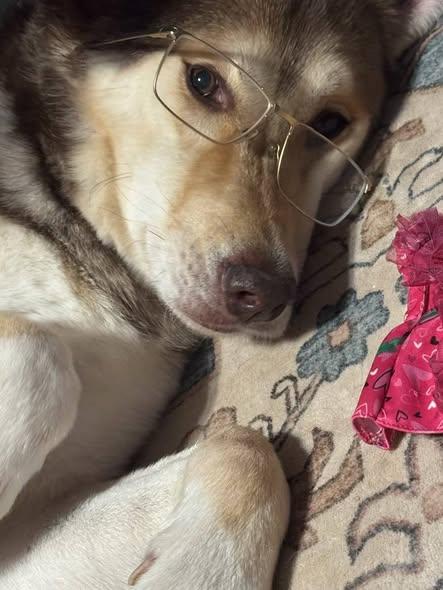 Canelo, Adoptable, Adult Male Alaskan Malamute.
