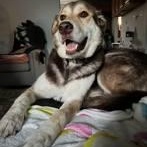 Canelo, a Adoptable Alaskan Malamute in Schererville, IN image 2/3