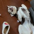 Canelo, a Adoptable Alaskan Malamute in Schererville, IN image 3/3