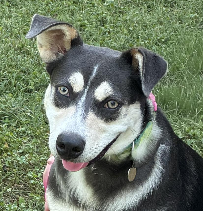Hazel, Adoptable, Young Female Husky.