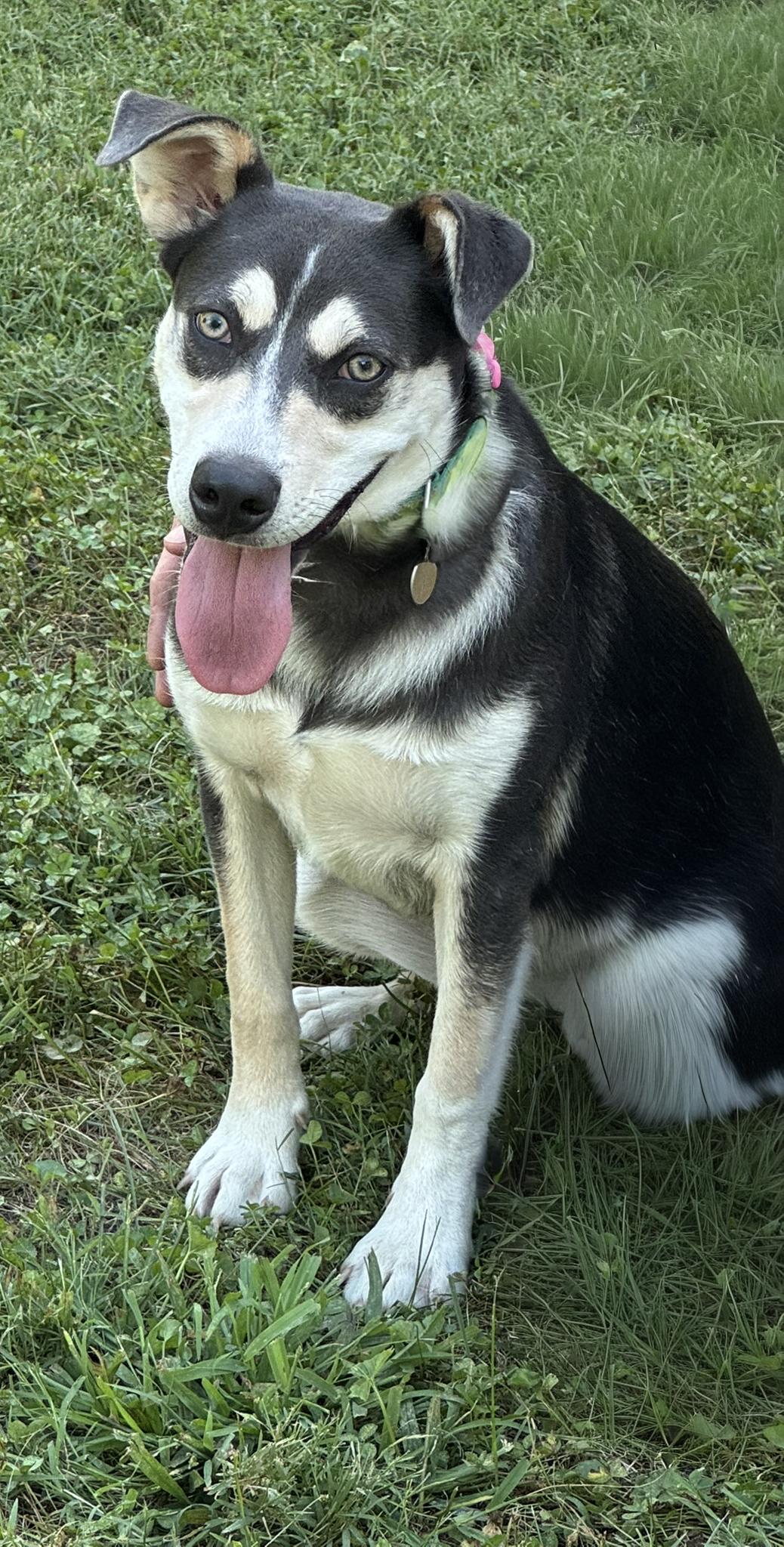 Hazel, a Adoptable mixed breed in Fairfield, IA image 4/4