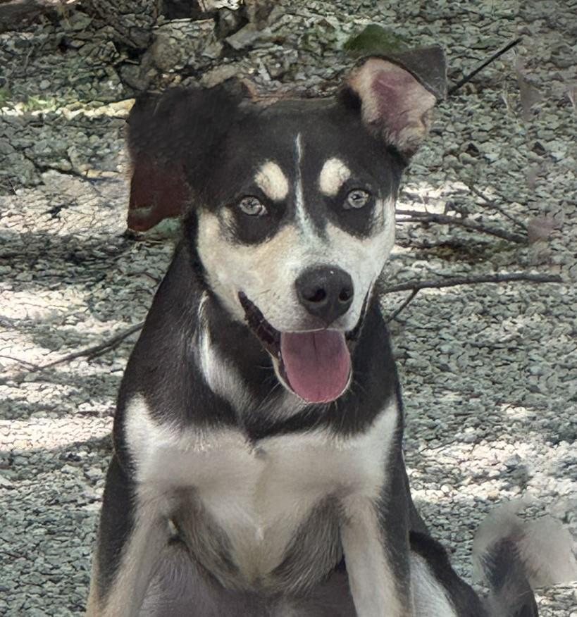 Hazel