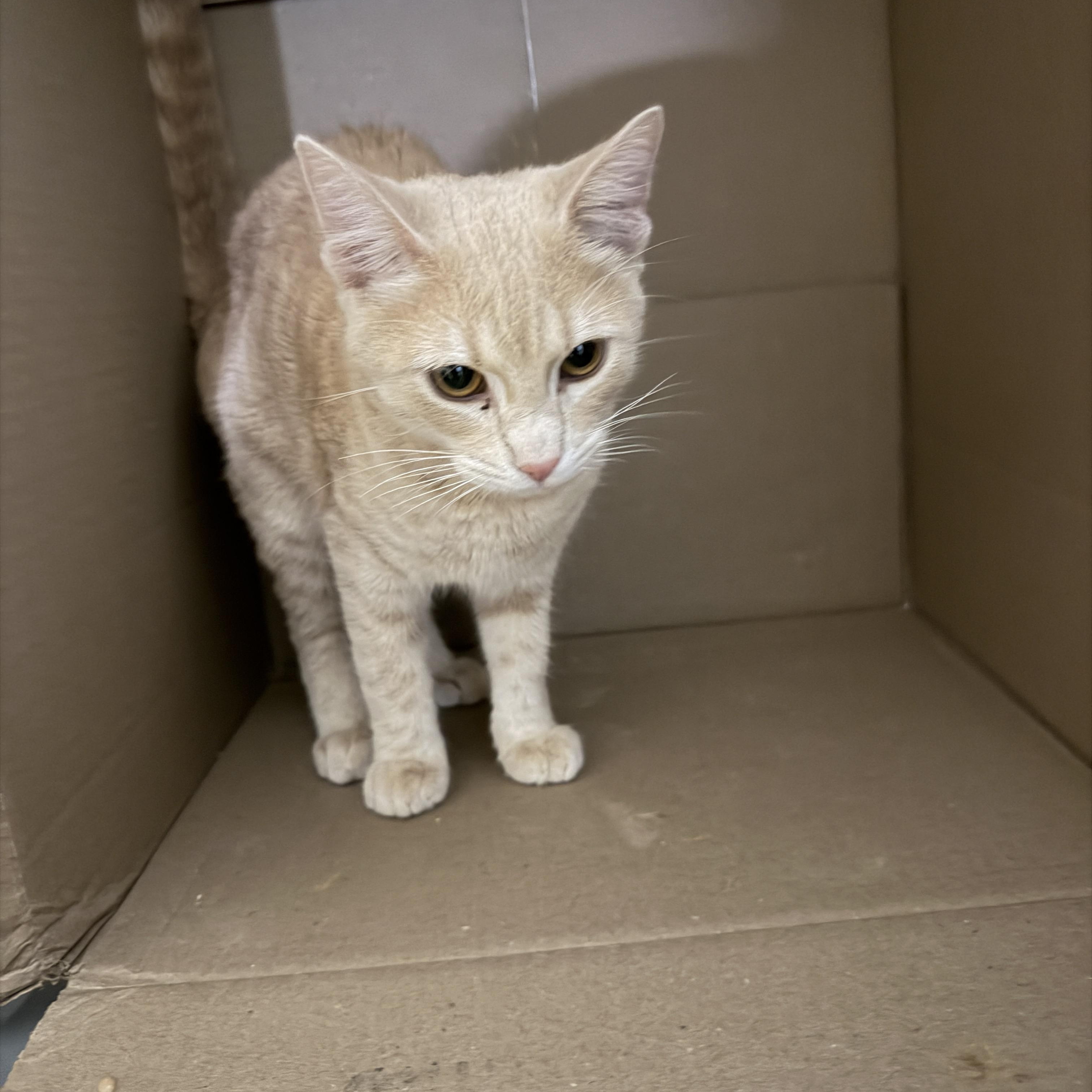 Chili Pepper , ADOPTABLE, Young Male Domestic Short Hair.