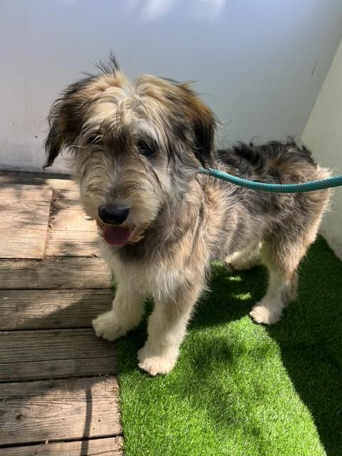 Matias, a Adoptable mixed breed in North Reading, MA image 1/5